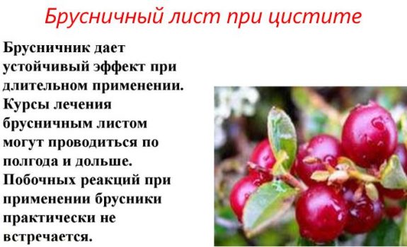 Брусника при цистите