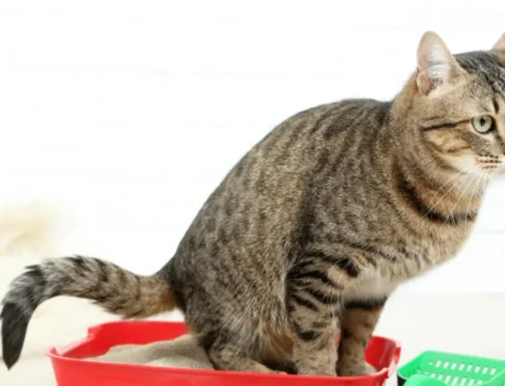 Цистит у кошки и котов